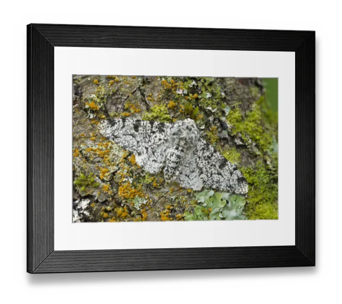 Framed Print : Peppered moth (Biston betularia) camouflaged among lichens, Banbridge, County Down Framed Print : Peppered moth (Biston betularia) camouflaged among lichens, Banbridge, County Down