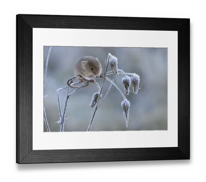 Framed Print : Harvest mouse (Micromys minutus) climbing on frosty seedhead, Hertfordshire, England Framed Print : Harvest mouse (Micromys minutus) climbing on frosty seedhead, Hertfordshire, England