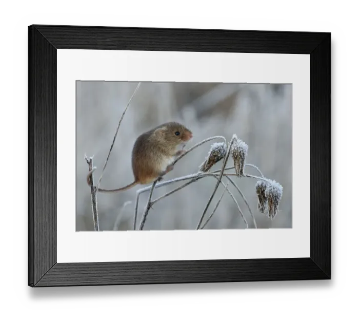 Framed Print : Harvest mouse (Micromys minutus) climbing on frosty seedhead, Hertfordshire, England Framed Print : Harvest mouse (Micromys minutus) climbing on frosty seedhead, Hertfordshire, England