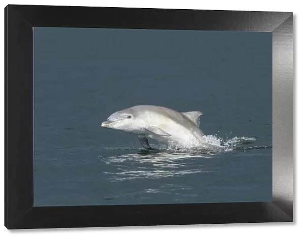 Bottlenose dolphin (Tursiops truncatus) porpoising, Moray Firth, Highlands, Scotland