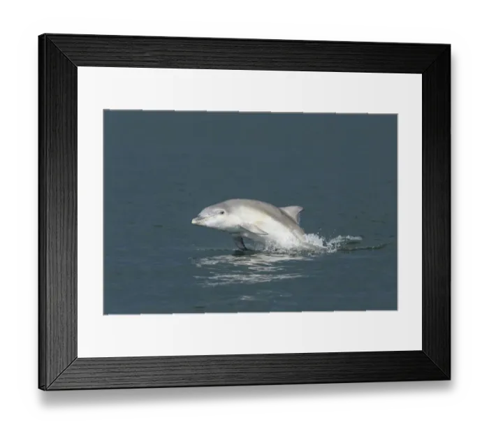 Framed Print : Bottlenose dolphin (Tursiops truncatus) porpoising, Moray Firth, Highlands, Scotland Framed Print : Bottlenose dolphin (Tursiops truncatus) porpoising, Moray Firth, Highlands, Scotland