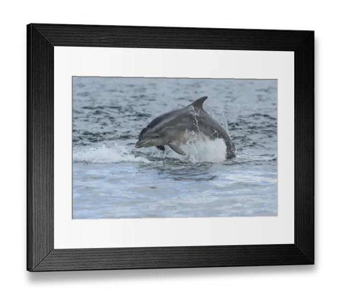 Framed Print : Bottlenose dolphin (Tursiops truncatus) porpoising, Moray Firth, Highlands, Scotland, UK Framed Print : Bottlenose dolphin (Tursiops truncatus) porpoising, Moray Firth, Highlands, Scotland, UK
