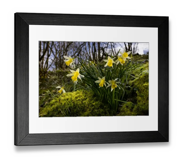 Framed Print : Wild daffodil {Narciccus pseudonarcissus} flowering in hazel woodland, Peak District National Park Framed Print : Wild daffodil {Narciccus pseudonarcissus} flowering in hazel woodland, Peak District National Park