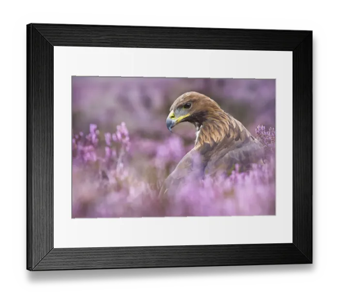 Framed Print : Golden Eagle {Aquila chrysaetos} male in purple heather. Captive, UK Framed Print : Golden Eagle {Aquila chrysaetos} male in purple heather. Captive, UK