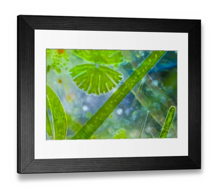 Framed Print : Light micrograph of pond water including single celled algae called desmids {Desmidiaceae Framed Print : Light micrograph of pond water including single celled algae called desmids {Desmidiaceae