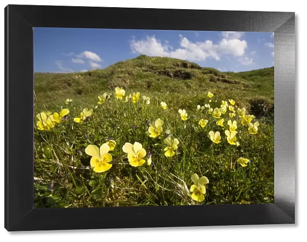 Mountain Pansy {Viola lutea}, Peak District National Park, England. April