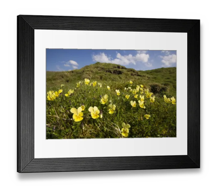 Framed Print : Mountain Pansy {Viola lutea}, Peak District National Park, England. April Framed Print : Mountain Pansy {Viola lutea}, Peak District National Park, England. April