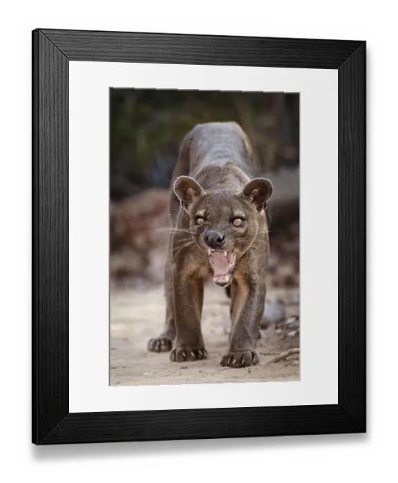 Framed Print : Fosa / Fossa (Cryptoprocta ferox) male snarling, dry deciduous forest, Kirindy Forest Framed Print : Fosa / Fossa (Cryptoprocta ferox) male snarling, dry deciduous forest, Kirindy Forest