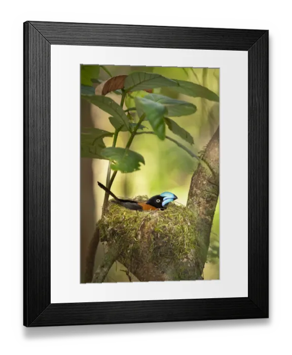 Framed Print : Helmet Vanga (Euryceros prevostii) on nest incubating eggs. Masoala Peninsula National Park