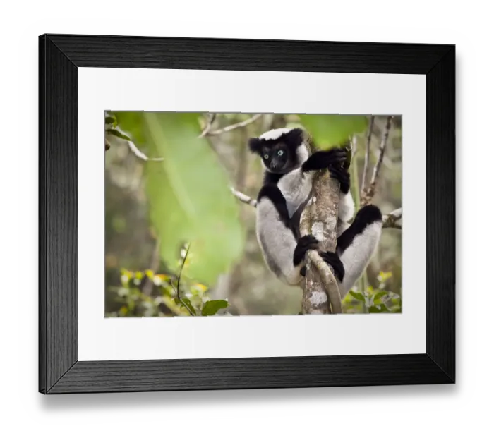 Framed Print : Indri (Indri indri) portrait, climbing tree, tropical rainforest, Andasibe-Mantadia National Park Framed Print : Indri (Indri indri) portrait, climbing tree, tropical rainforest, Andasibe-Mantadia National Park