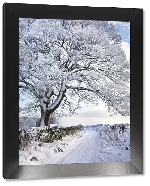 Tree coated in hoar frost by country lane near Eyam, Peak District National Park