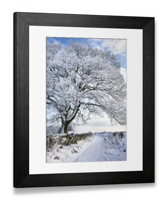 Framed Print : Tree coated in hoar frost by country lane near Eyam, Peak District National Park Framed Print : Tree coated in hoar frost by country lane near Eyam, Peak District National Park