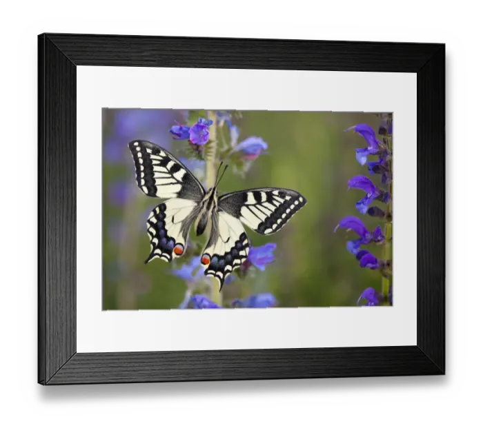 Framed Print : Common Swallowtail Butterfly (Papilio machaon) resting on Vipers Bugloss / Blueweed Framed Print : Common Swallowtail Butterfly (Papilio machaon) resting on Vipers Bugloss / Blueweed