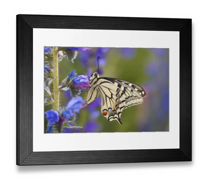 Framed Print : Common Swallowtail Butterfly (Papilio machaon) resting on Vipers Bugloss / Blueweed Framed Print : Common Swallowtail Butterfly (Papilio machaon) resting on Vipers Bugloss / Blueweed