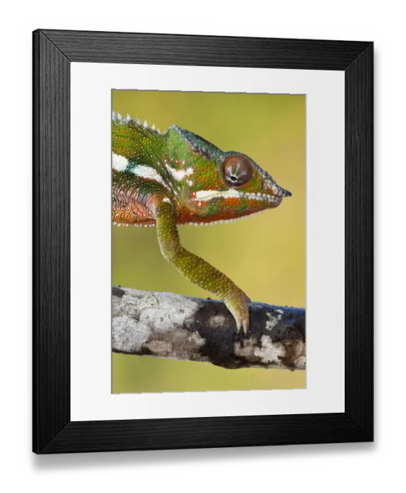 Framed Print : Panther Chameleon {Furcifer pardalis} walking along branch, Masoala Peninsula National Park