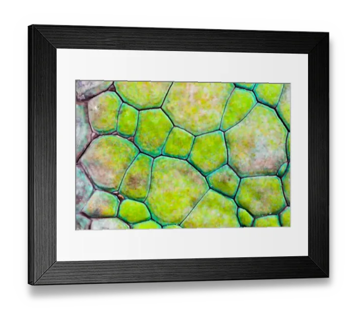 Framed Print : Panther Chameleon {Furcifer pardalis} close-up of skin, green colouration Framed Print : Panther Chameleon {Furcifer pardalis} close-up of skin, green colouration