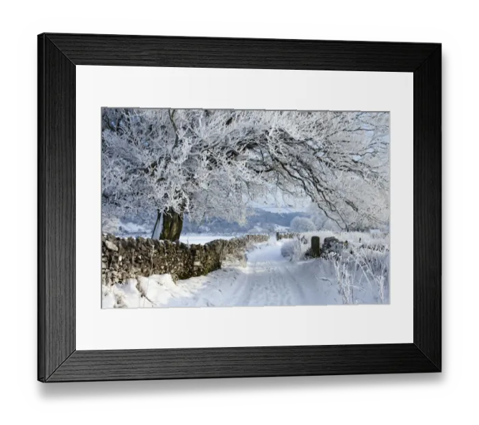 Framed Print : Tree coated in hoar frost along country lane near Eyam, Peak District National Park Framed Print : Tree coated in hoar frost along country lane near Eyam, Peak District National Park