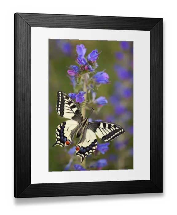 Framed Print : Common Swallowtail Butterfly (Papilio machaon) resting on Vipers Bugloss / Blueweed Framed Print : Common Swallowtail Butterfly (Papilio machaon) resting on Vipers Bugloss / Blueweed