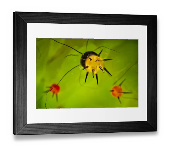 Framed Print : Indian moon / Indian luna Moth (Actias selene) close up of defensive spines on caterpillar Framed Print : Indian moon / Indian luna Moth (Actias selene) close up of defensive spines on caterpillar