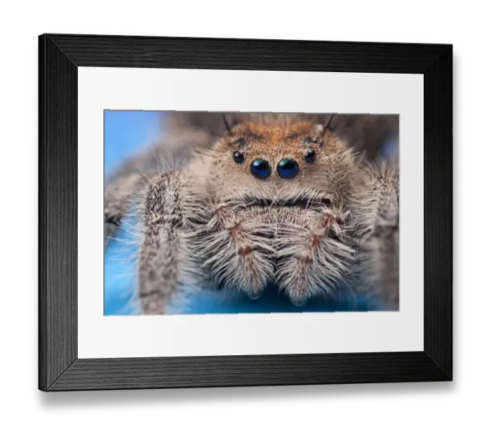 Framed Print : Regal jumping spider (Phidippus regius) female originating from North America. Captive