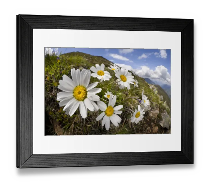 Framed Print : Alpine moon daisy (Leucanthemopsis alpina) on mountainside, fisheye lens. Nordtirol