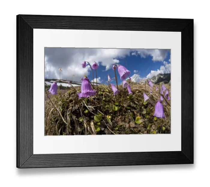 Framed Print : Dwarf snowbell (Soldanella pusilla) in flower on mountainside, Austrian Alps, June Framed Print : Dwarf snowbell (Soldanella pusilla) in flower on mountainside, Austrian Alps, June
