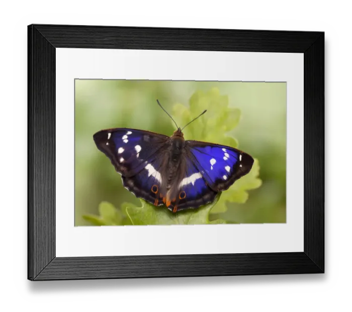 Framed Print : Purple emperor butterfly (Apatura iris) male on English Oak (Quercus robur) leaf Framed Print : Purple emperor butterfly (Apatura iris) male on English Oak (Quercus robur) leaf