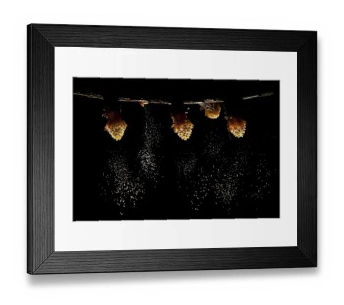 Framed Print : Male european larch flowers (Laxir decidua) shedding pollen, Peak District National Park Framed Print : Male european larch flowers (Laxir decidua) shedding pollen, Peak District National Park
