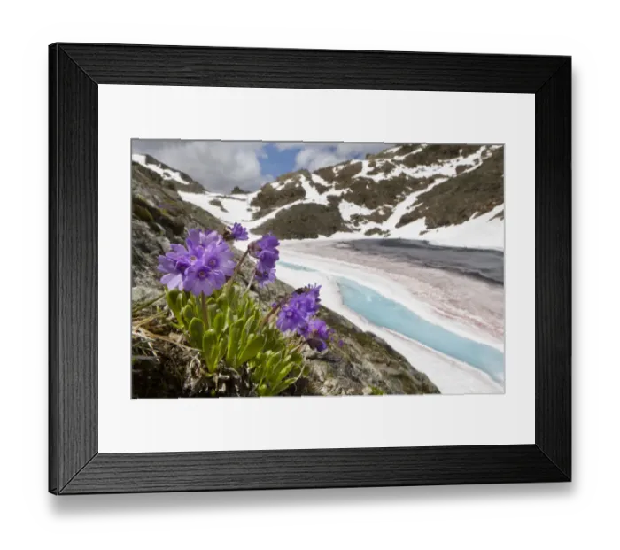 Framed Print : Viscid primrose (Primula latitolia) on mountainside, Nordtirol, Austrian Alps, 2600 metres Framed Print : Viscid primrose (Primula latitolia) on mountainside, Nordtirol, Austrian Alps, 2600 metres