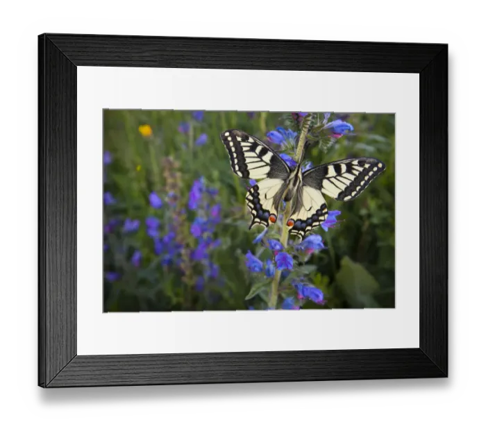 Framed Print : Wide angle view of Common Swallowtail Butterfly (Papilio machaon) resting on Viper s Framed Print : Wide angle view of Common Swallowtail Butterfly (Papilio machaon) resting on Viper s