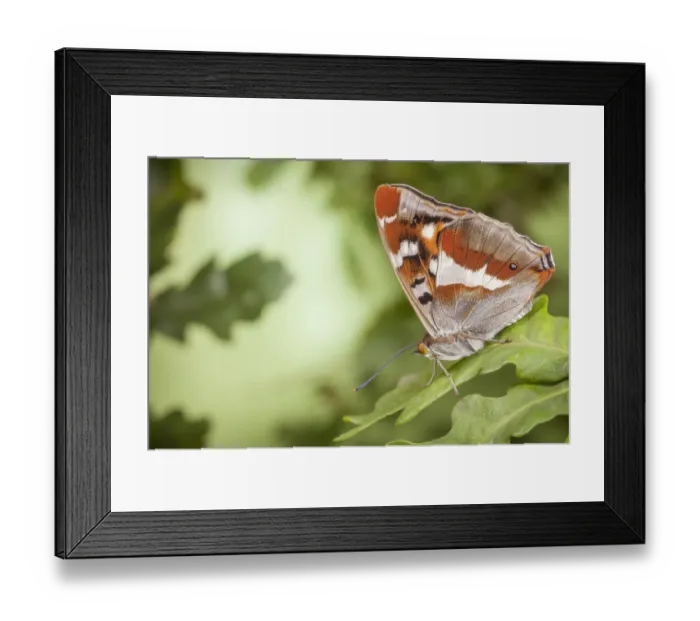 Framed Print : Purple Emperor Butterfly (Apatura iris) male on English Oak (Quercus robur) leaf with wings closed Framed Print : Purple Emperor Butterfly (Apatura iris) male on English Oak (Quercus robur) leaf with wings closed