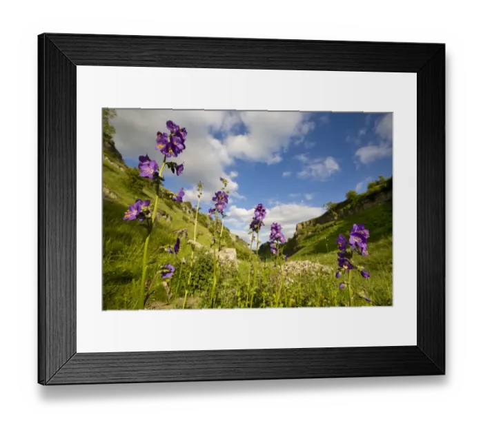 Framed Print : Jacobs Ladder (Polemonium caeruleum) flowering. Lathkill Dale NNR, Peak District National Park Framed Print : Jacobs Ladder (Polemonium caeruleum) flowering. Lathkill Dale NNR, Peak District National Park