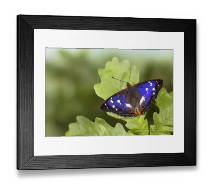 Framed Print : Purple Emperor Butterfly (Apatura iris) male on English Oak (Quercus robur) leaf Framed Print : Purple Emperor Butterfly (Apatura iris) male on English Oak (Quercus robur) leaf