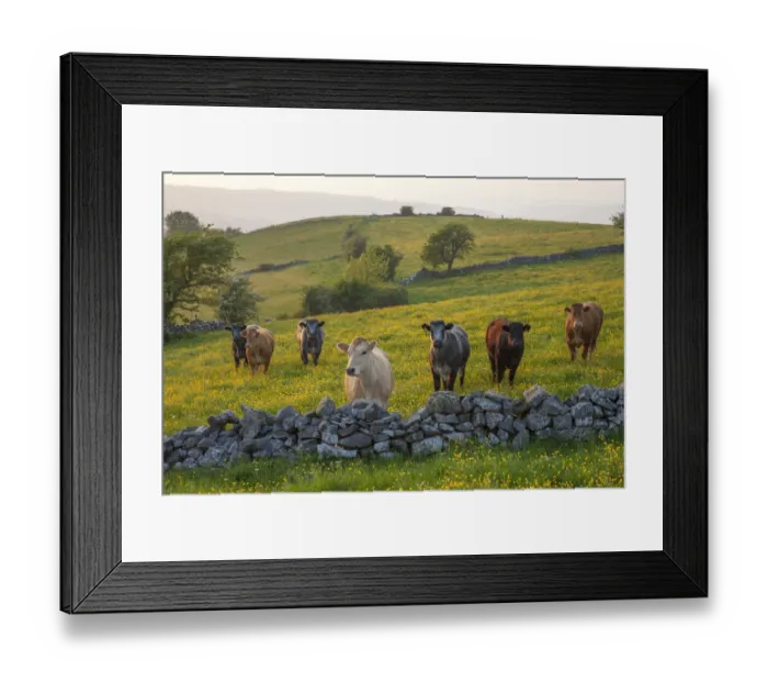Framed Print : Cows (Bos taurus) in field of buttercups looking over dry stone wall. Peak District National Park Framed Print : Cows (Bos taurus) in field of buttercups looking over dry stone wall. Peak District National Park