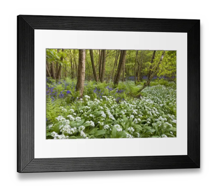 Framed Print : Wild garlic / Ramsons / Bear Garlic (Allium ursinum) and Bluebells (Endymion nonscriptus) Framed Print : Wild garlic / Ramsons / Bear Garlic (Allium ursinum) and Bluebells (Endymion nonscriptus)