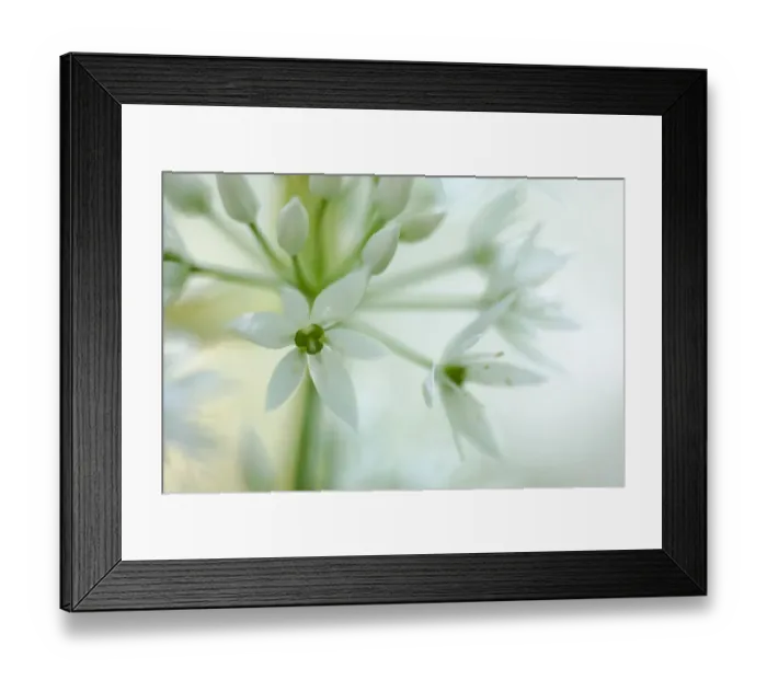 Framed Print : Close-up of flowers of Wild Garlic / Ramsons (Allium ursinum). Peak District National Park Framed Print : Close-up of flowers of Wild Garlic / Ramsons (Allium ursinum). Peak District National Park