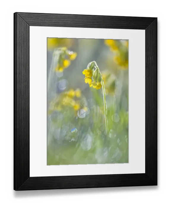 Framed Print : Cowslips (Primula veris) flowering. Peak District National Park, Derbyshire, UK, April Framed Print : Cowslips (Primula veris) flowering. Peak District National Park, Derbyshire, UK, April