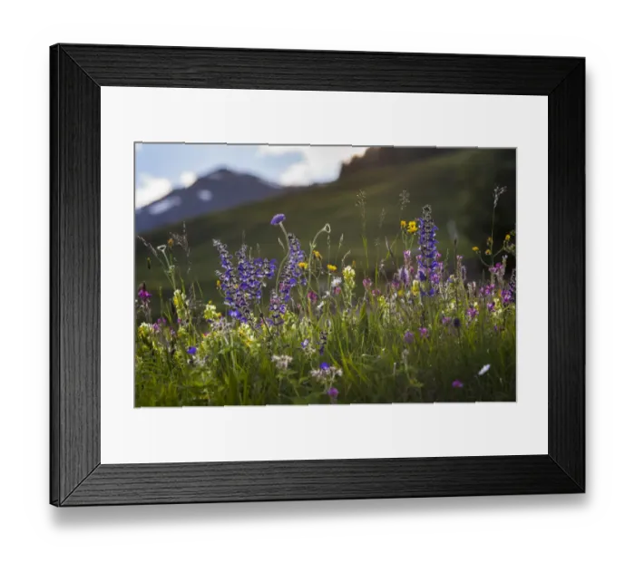 Framed Print : Alpine meadow in flower including Scabious flowers. Austrian Alps at 1700 metres altitude Framed Print : Alpine meadow in flower including Scabious flowers. Austrian Alps at 1700 metres altitude
