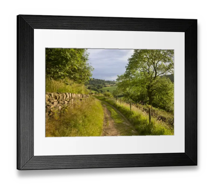 Framed Print : Ash trees (Fraxinus excelsior) in fields next to farm track, Birchover Framed Print : Ash trees (Fraxinus excelsior) in fields next to farm track, Birchover