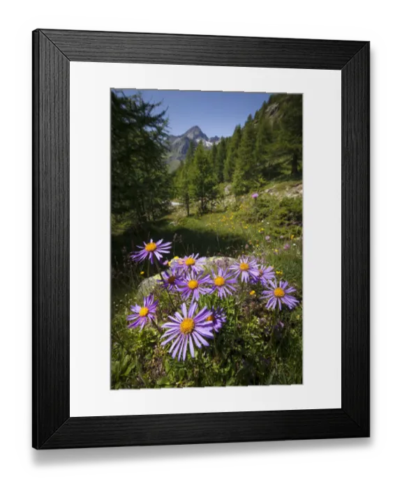 Framed Print : Alpine Aster (Aster alpinus), Aosta Valley, Monte Rosa Massif, Pennine Alps, Italy. July Framed Print : Alpine Aster (Aster alpinus), Aosta Valley, Monte Rosa Massif, Pennine Alps, Italy. July