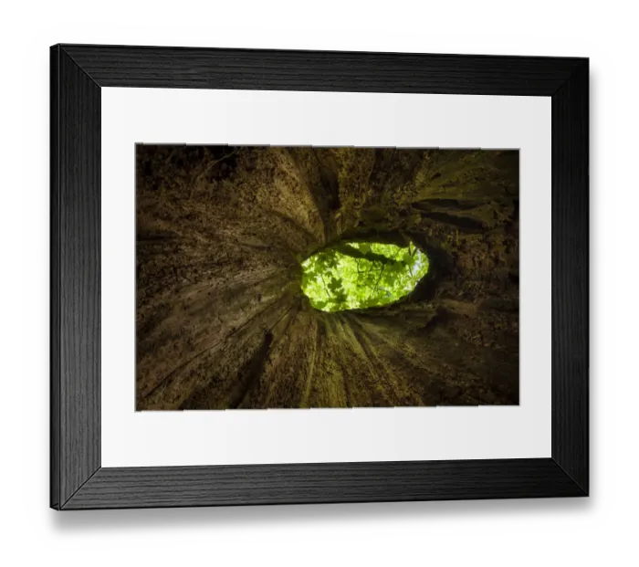 Framed Print : View out of hollow tree in mixed deciduous woodland, Peak District National Park Framed Print : View out of hollow tree in mixed deciduous woodland, Peak District National Park
