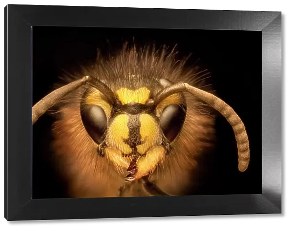 Portrait of a Common Wasp (Vespula vulgaris). UK. Focus stacked image (dead specimen)