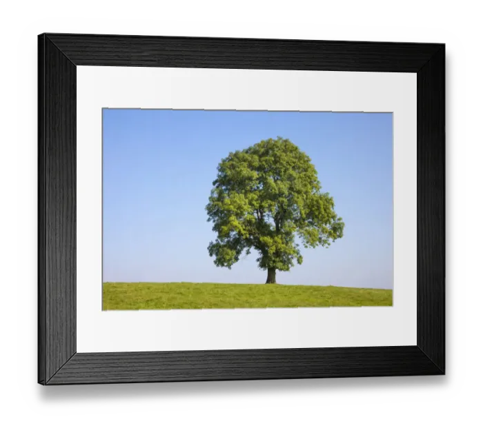 Framed Print : Ash Tree (Fraxinus excelsior) growing in a field. Peak District National Park, Derbyshire, UK Framed Print : Ash Tree (Fraxinus excelsior) growing in a field. Peak District National Park, Derbyshire, UK