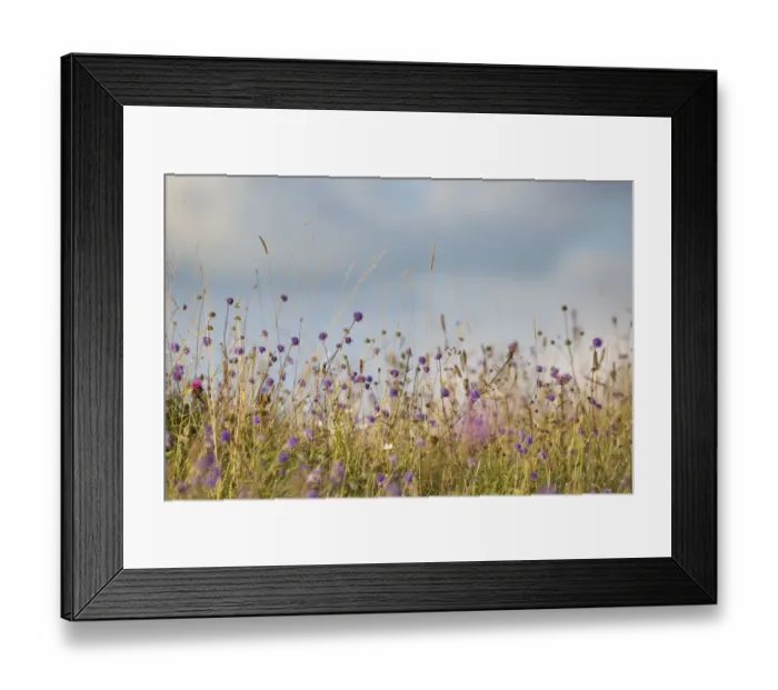Framed Print : Devil s-bit Scabious (Succisa pratensis) growing in calcareous grassland Framed Print : Devil s-bit Scabious (Succisa pratensis) growing in calcareous grassland