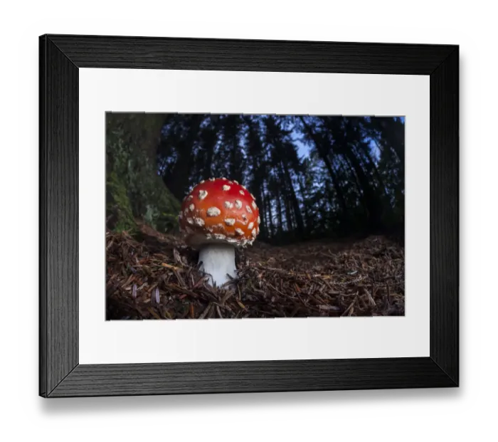 Framed Print : Fly Agaric (Amanita muscaria) growing in coniferous woodland at night. Peak District National Park Framed Print : Fly Agaric (Amanita muscaria) growing in coniferous woodland at night. Peak District National Park