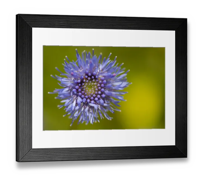 Framed Print : Sheep s-bit (Jasione montana) Devon, UK. June Framed Print : Sheep s-bit (Jasione montana) Devon, UK. June