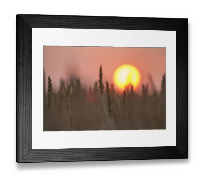 Framed Print : Field with ripe wheat ears, Nomandy, France. July Framed Print : Field with ripe wheat ears, Nomandy, France. July