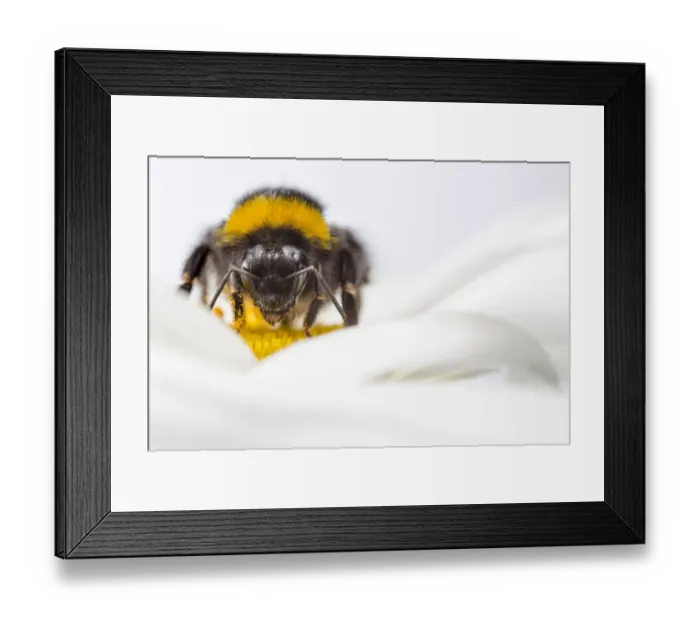 Framed Print : Buff-tailed Bumblebee (Bombus terrestris) worker feeding on Ox-eye Daisy (Leucanthemum vulgare) Framed Print : Buff-tailed Bumblebee (Bombus terrestris) worker feeding on Ox-eye Daisy (Leucanthemum vulgare)