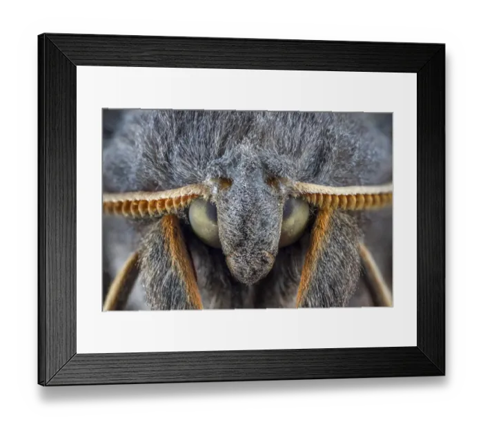 Framed Print : Poplar Hawkmoth (Laothoe populi) male, detail of head showing finely divided antennae Framed Print : Poplar Hawkmoth (Laothoe populi) male, detail of head showing finely divided antennae