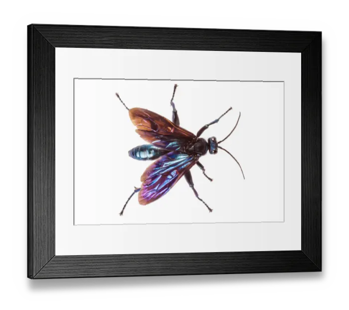 Framed Print : Spider hunting wasp (Pompilidae) Maliau Basin, Sabah, Borneo Framed Print : Spider hunting wasp (Pompilidae) Maliau Basin, Sabah, Borneo